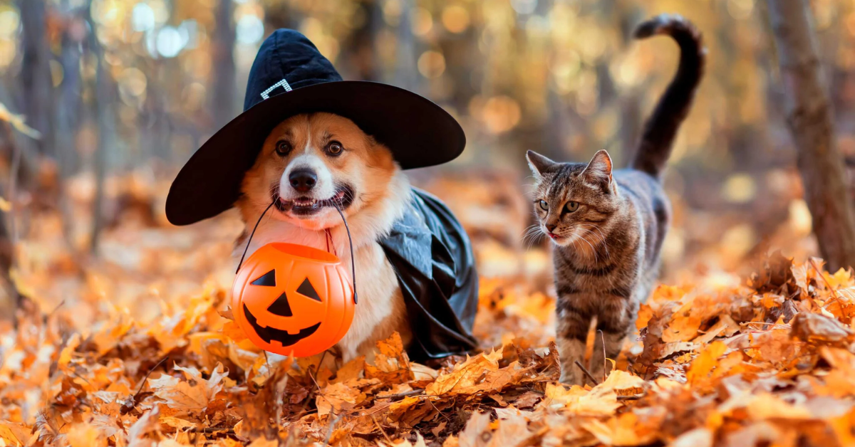 Including Pets in the Cute:exodha1rwac= Halloween Fun