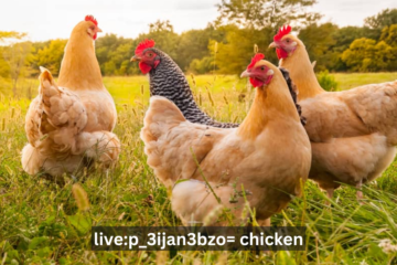 Live:p_3ijan3bzo= Chicken