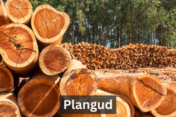 Plangud