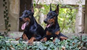 Get Your Perfect European Doberman Puppies for Sale