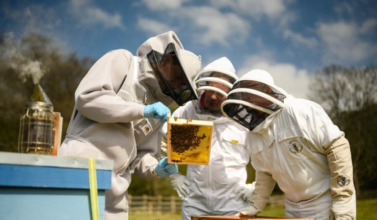 Beekeeping Suits UK: A Detailed Guide to Essential Protective Gear for Beekeepers