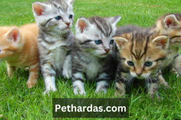 Pethardas.com