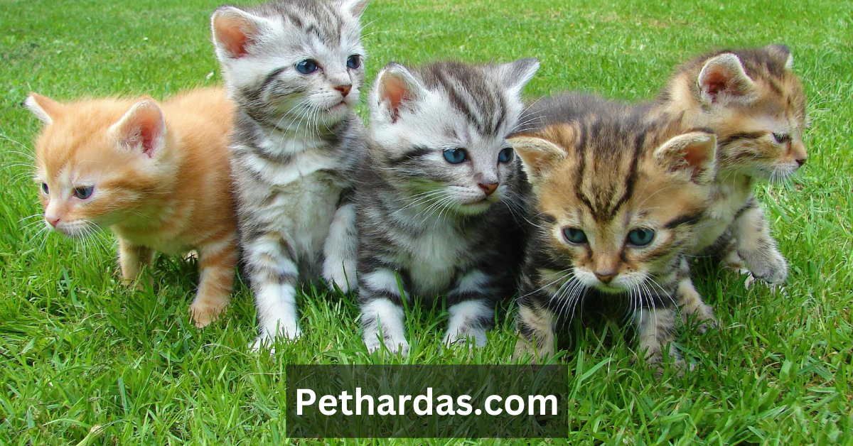 Pethardas.com