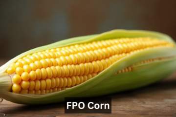 FPO Corn