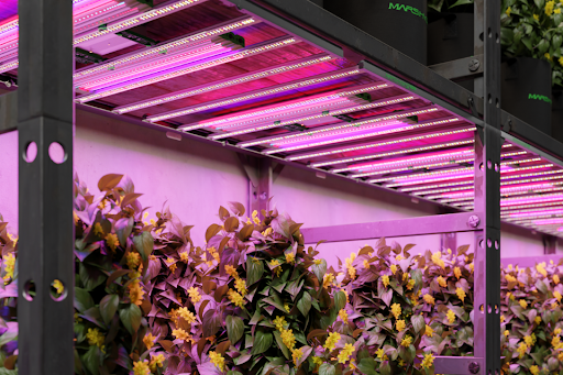 Supplemental Grow Light