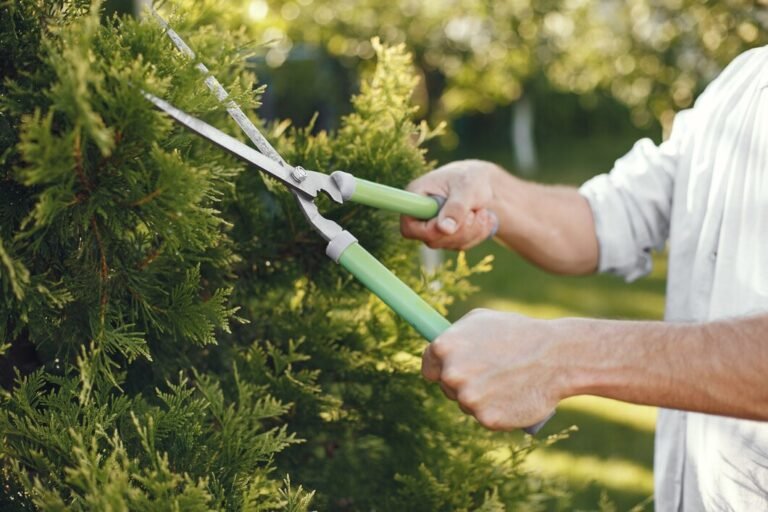 Tree Pruning Tips Every Homeowner Should Know