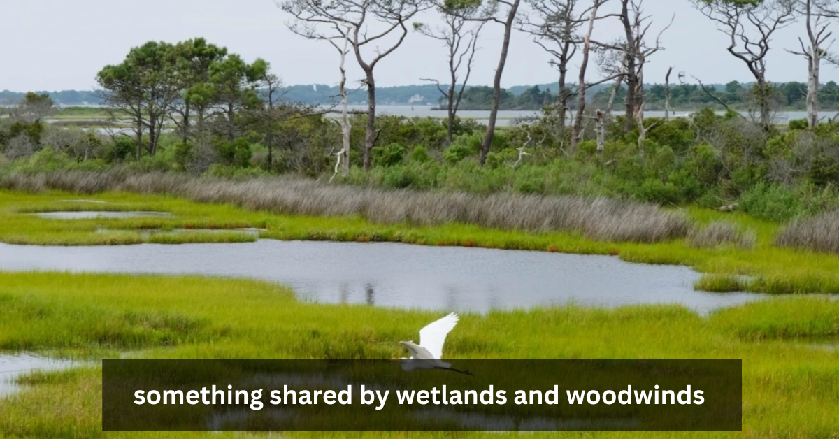 something shared by wetlands and woodwinds