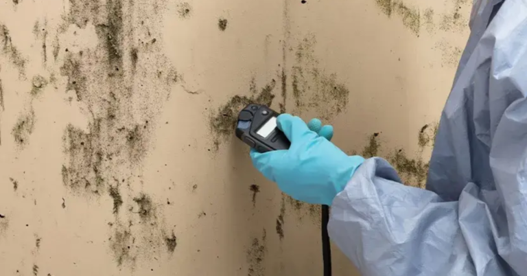 Mold Inspection