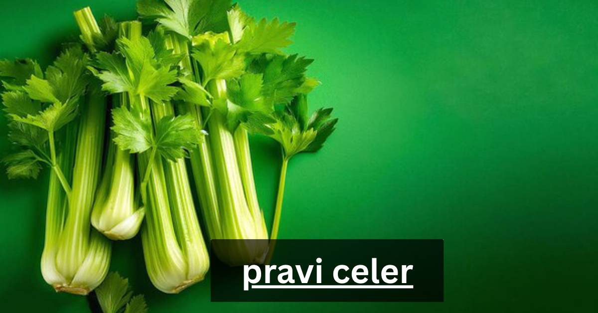 pravi celer