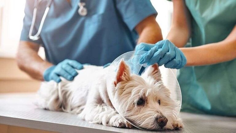 5 Essential Services Every Animal Hospital Provides
