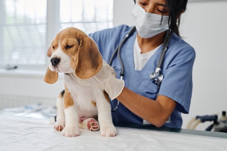 The Role Of Animal Hospitals In Managing Infectious Diseases