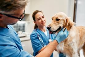 4 Key Services General Veterinarians Provide For Cats And Dogs
