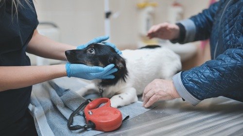 3 Signs Your Dog May Need An Immediate Animal Hospital Visit