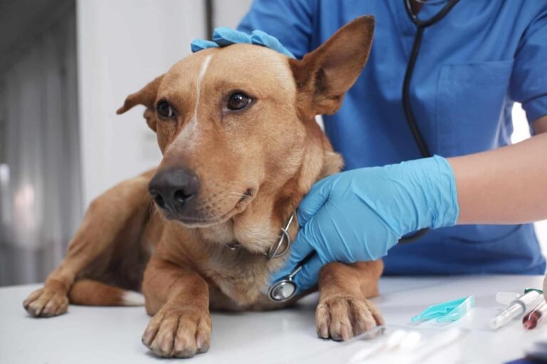 The Importance Of Preventive Screenings At Animal Hospitals