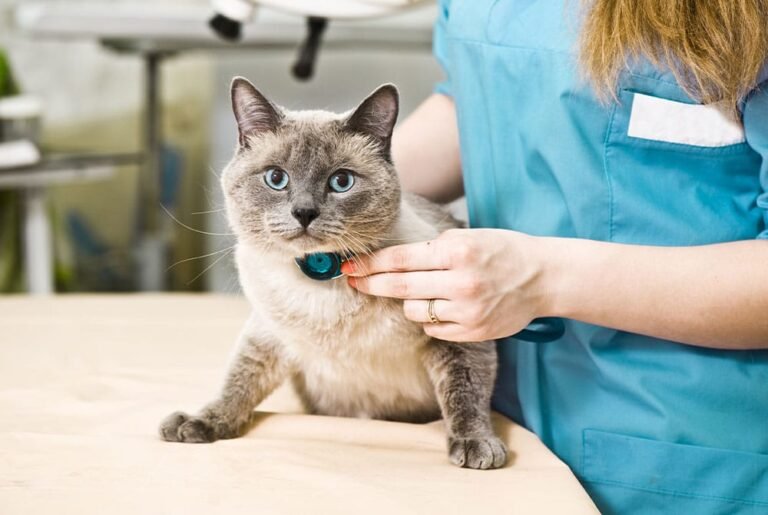How Veterinary Hospitals Create Fear Free Experiences For Pets