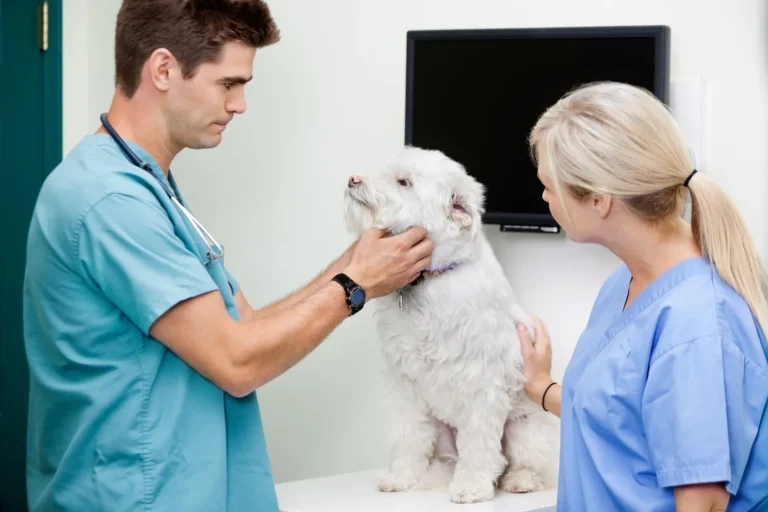 The Connection Between Animal Hospitals And Preventive Medicine