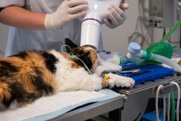 Why Dental X-Rays Are Important In Veterinary Clinics