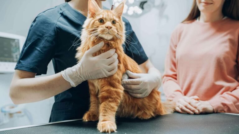 Why Preventive Screenings At Animal Clinics Matter
