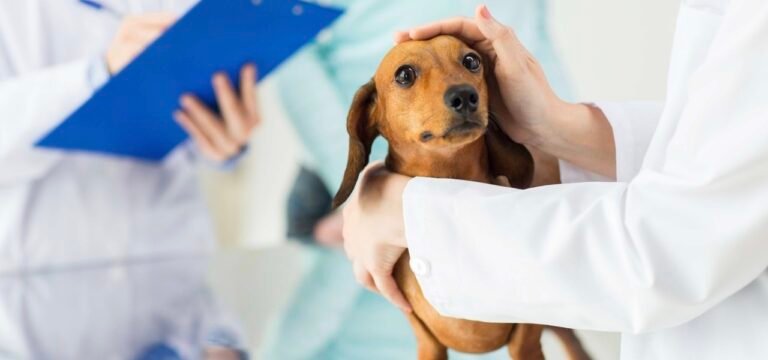 Why Preventive Medicine Is The Core Of Veterinary Practice