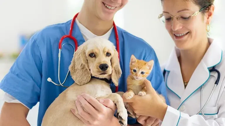 5 Preventive Measures Small Animal Vets Recommend For A Longer, Healthier Life