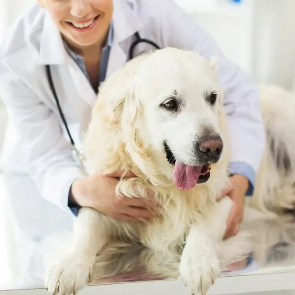 How Animal Hospitals Provide Comprehensive Wellness Care