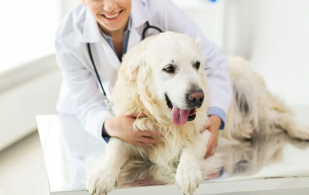 How Animal Hospitals Provide Comprehensive Wellness Care