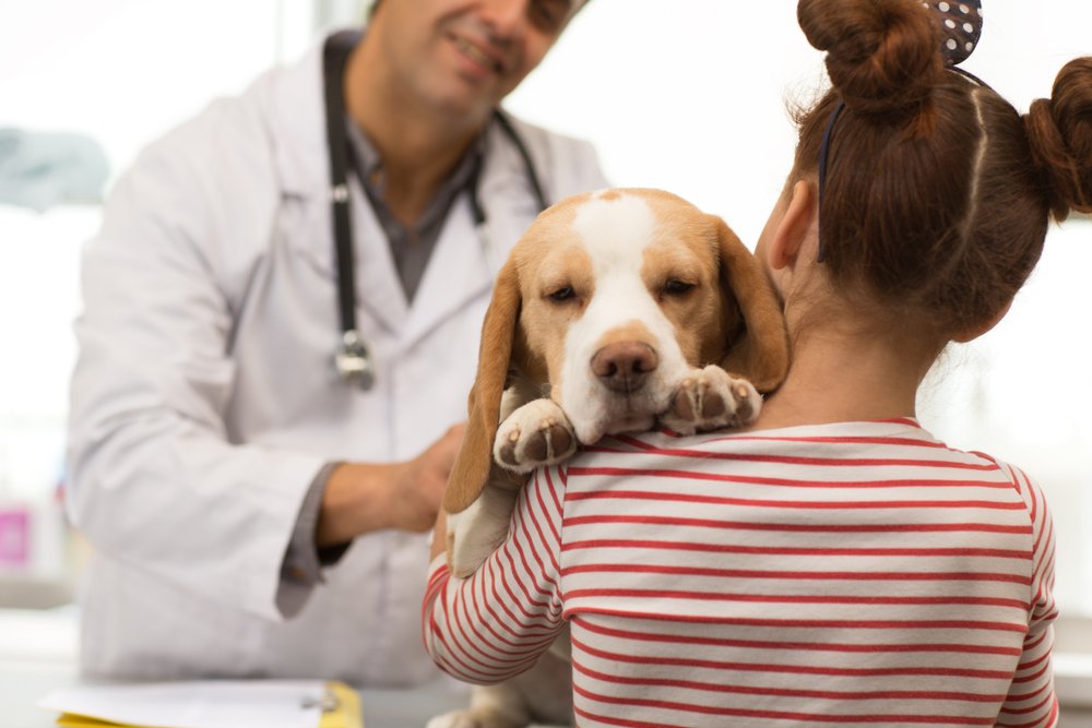 4 Common Preventive Services Offered By Animal Hospitals