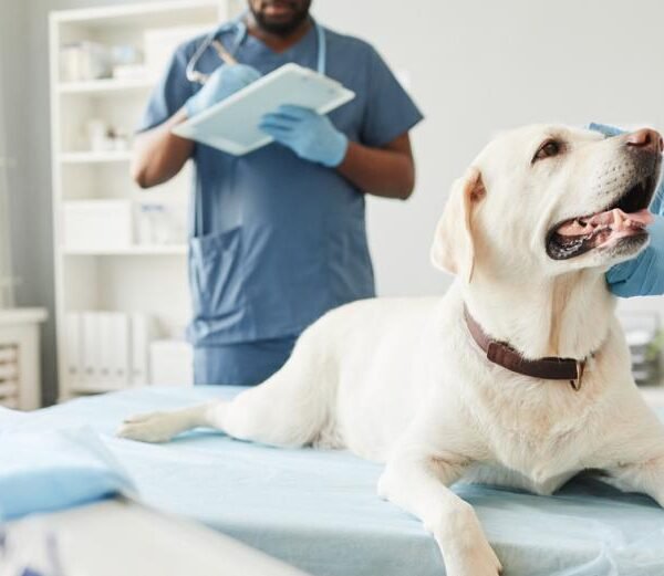 4 Ways Veterinary Hospitals Collaborate With Specialists