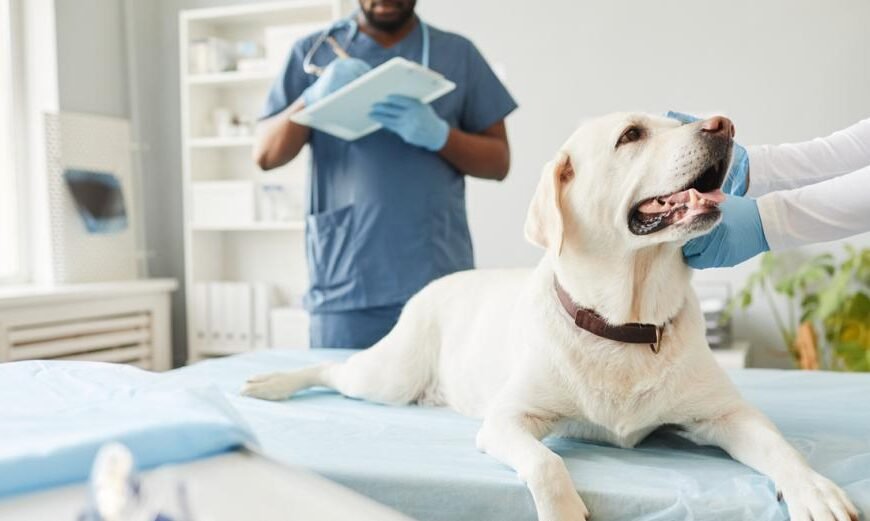 4 Ways Veterinary Hospitals Collaborate With Specialists