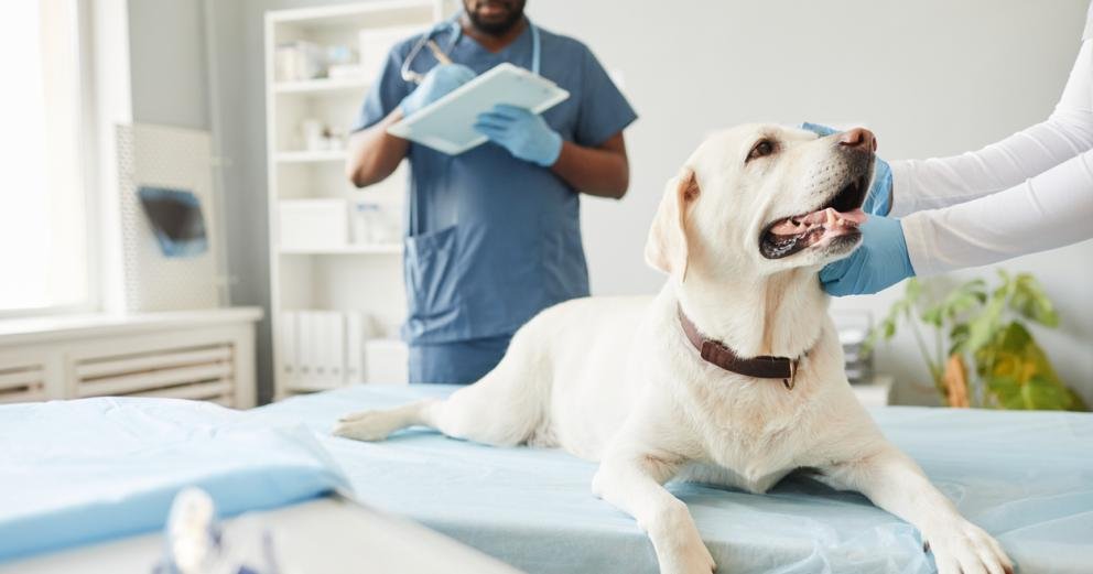 4 Ways Veterinary Hospitals Collaborate With Specialists